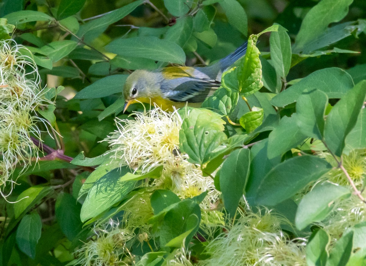 Northern Parula - ML259466221