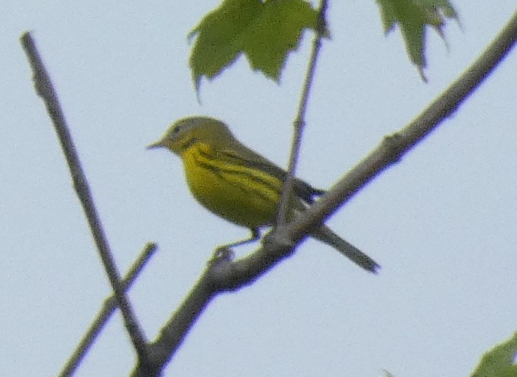 Prairie Warbler - Michael Waldron