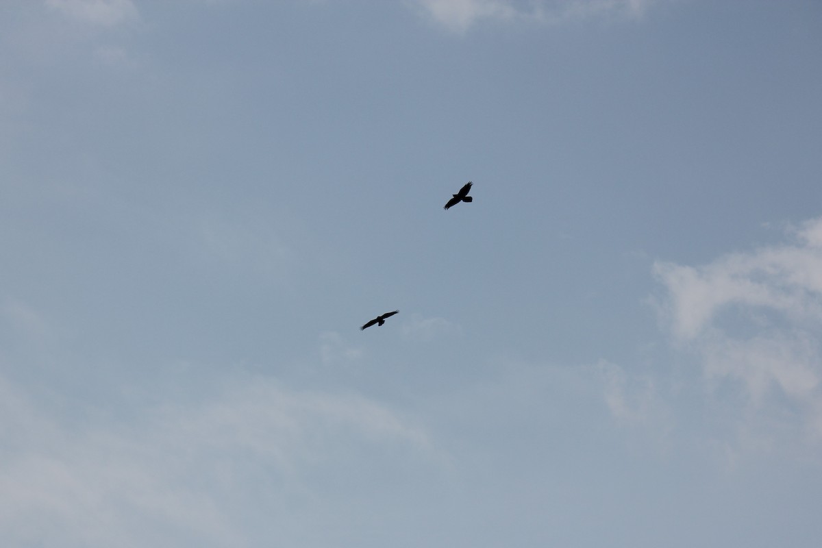 Grand Corbeau - ML259466601