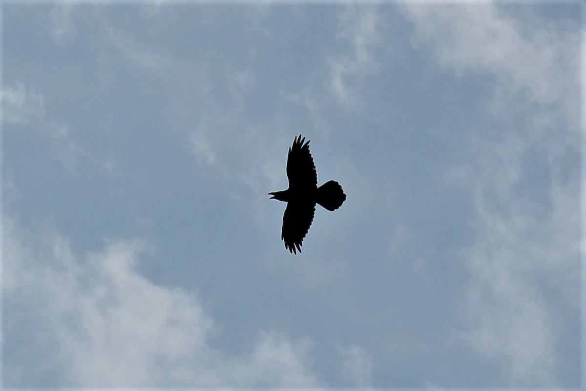 Grand Corbeau - ML259466621