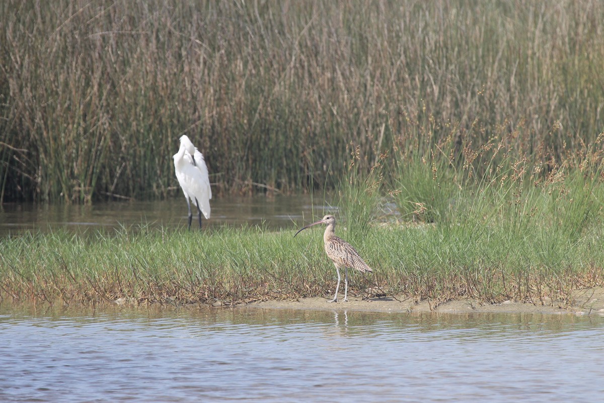 Long-billed Curlew - ML259466691