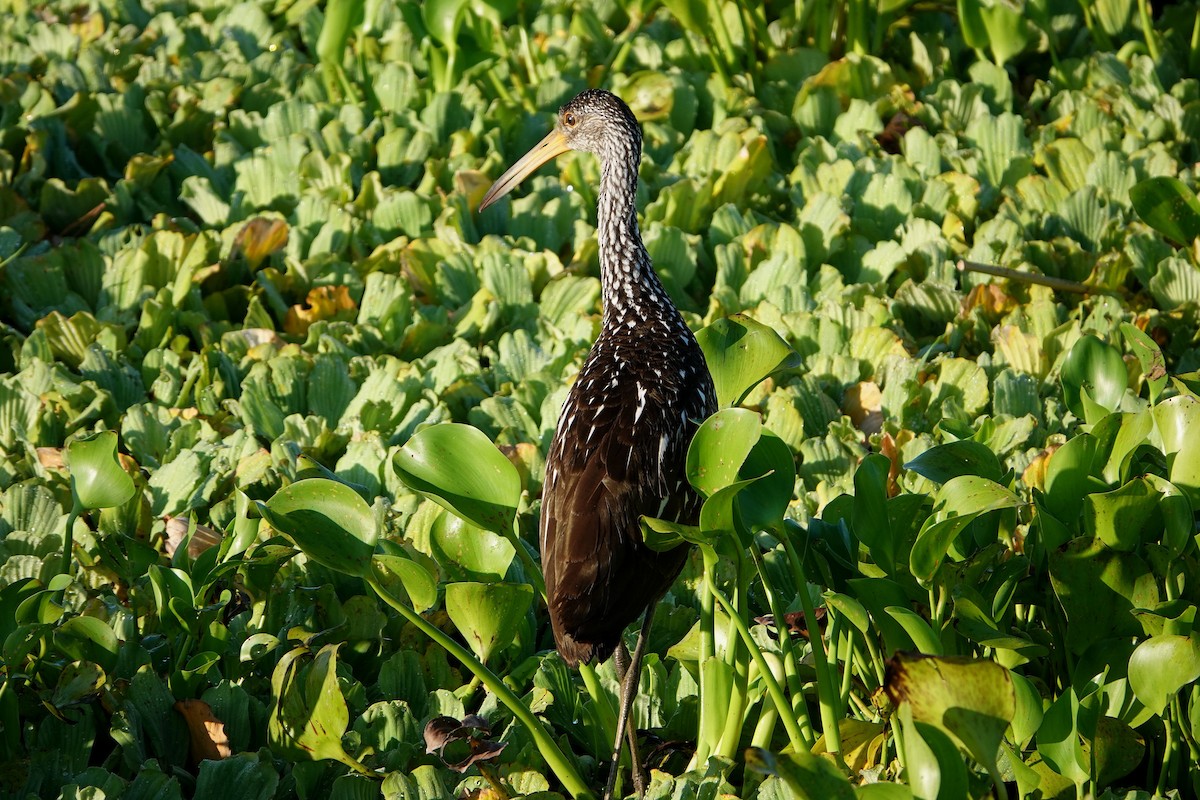 Limpkin - Barbara Stewman