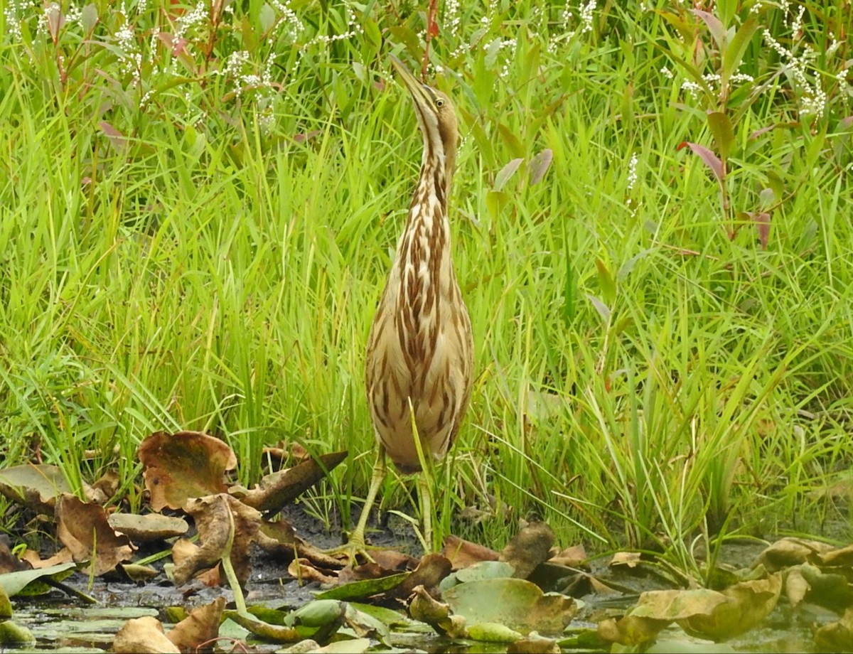 American Bittern - ML259466941