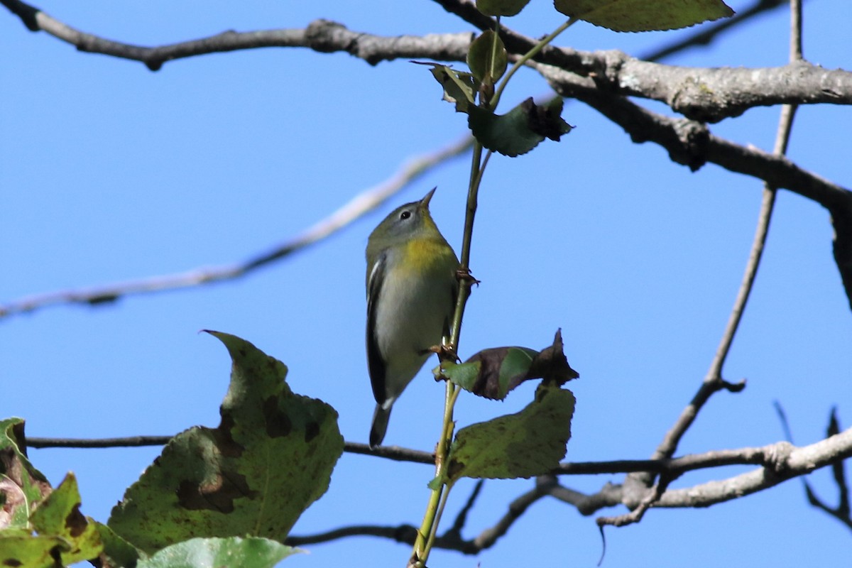 Northern Parula - ML259468931