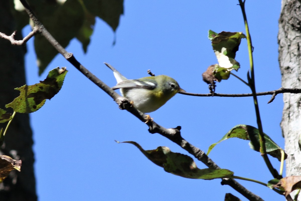 Northern Parula - ML259468941