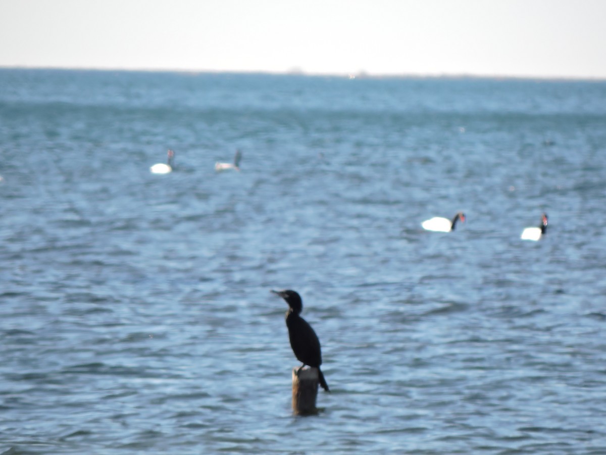 Neotropic Cormorant - Mónica  Cobelli