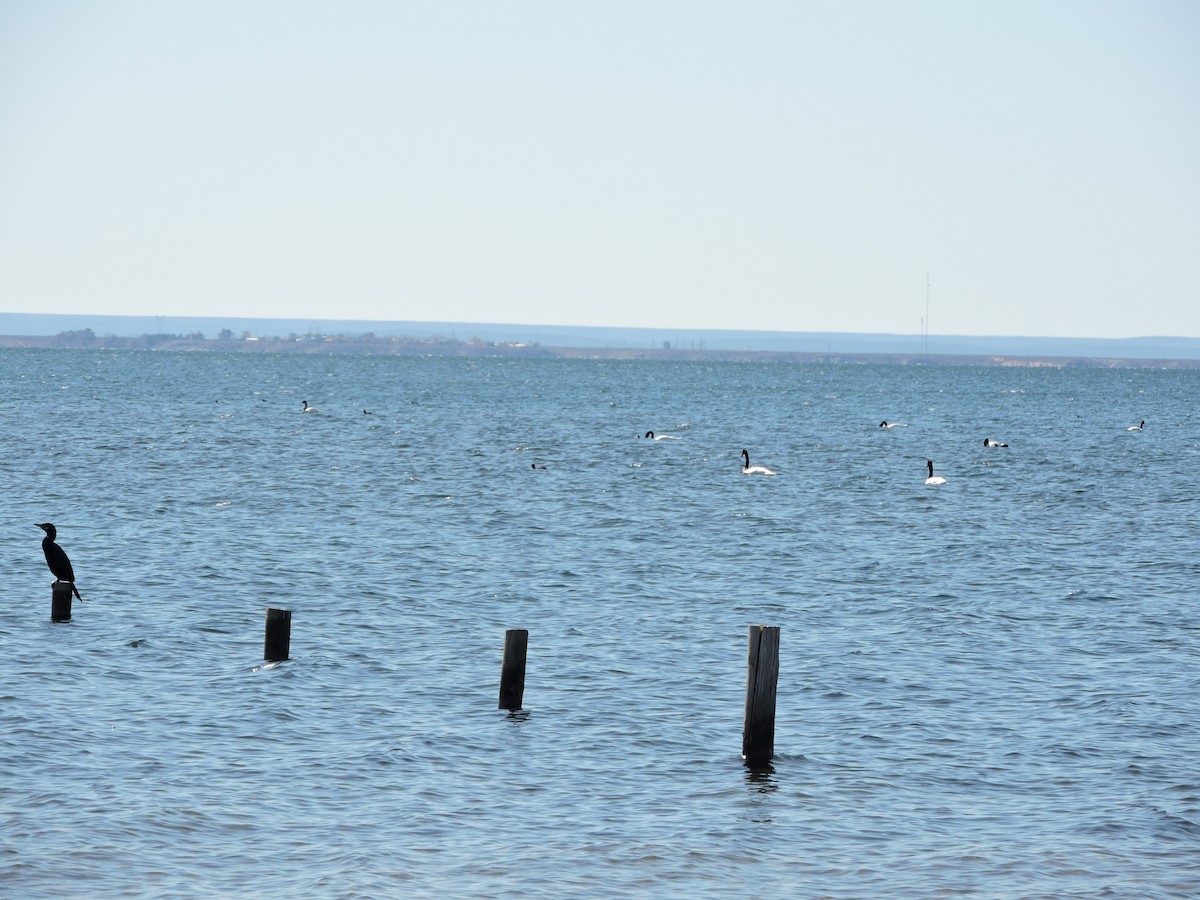 Neotropic Cormorant - Mónica  Cobelli