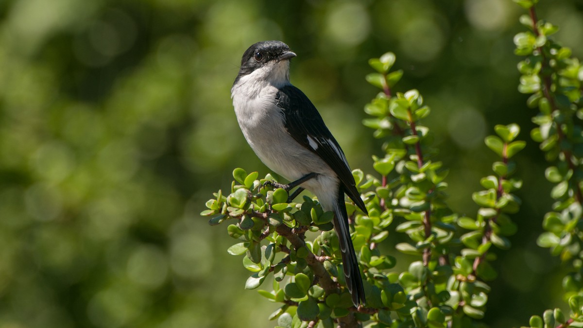 Fiscal Flycatcher - Eric van Poppel