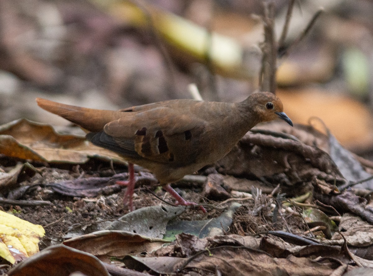 Maroon-chested Ground Dove - ML259470401