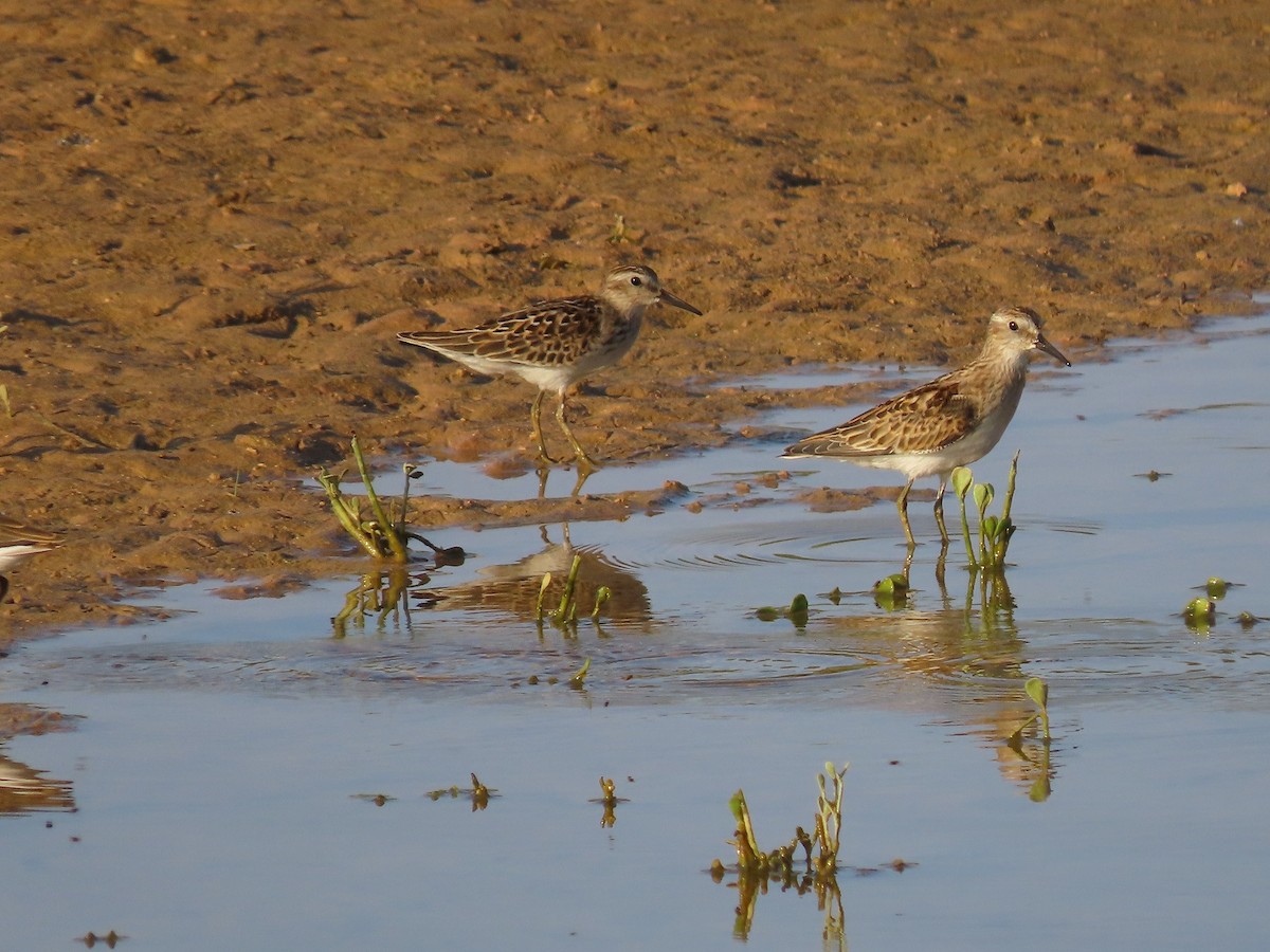 pygmésnipe - ML259472811