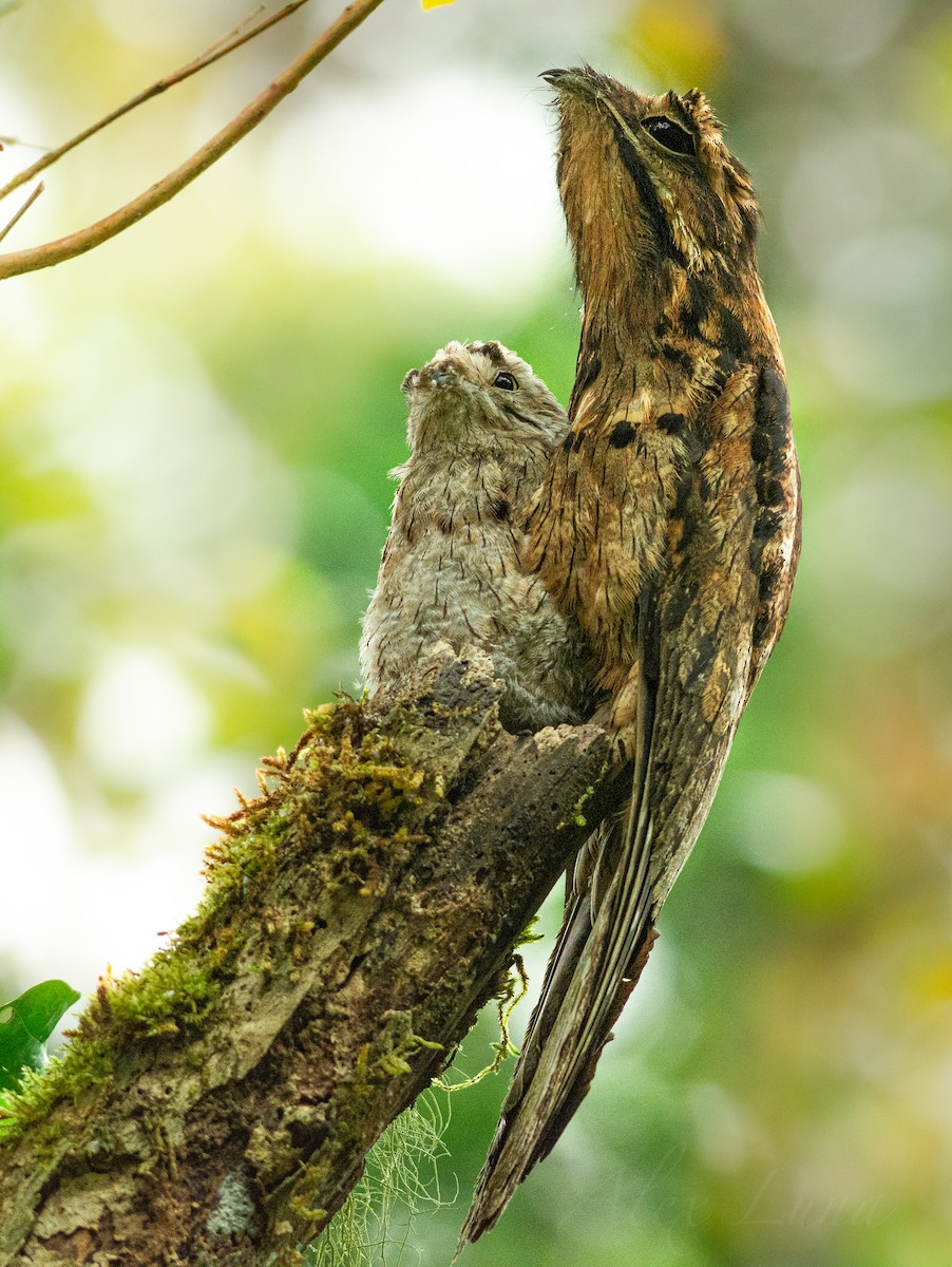 Common Potoo - Alex Luna