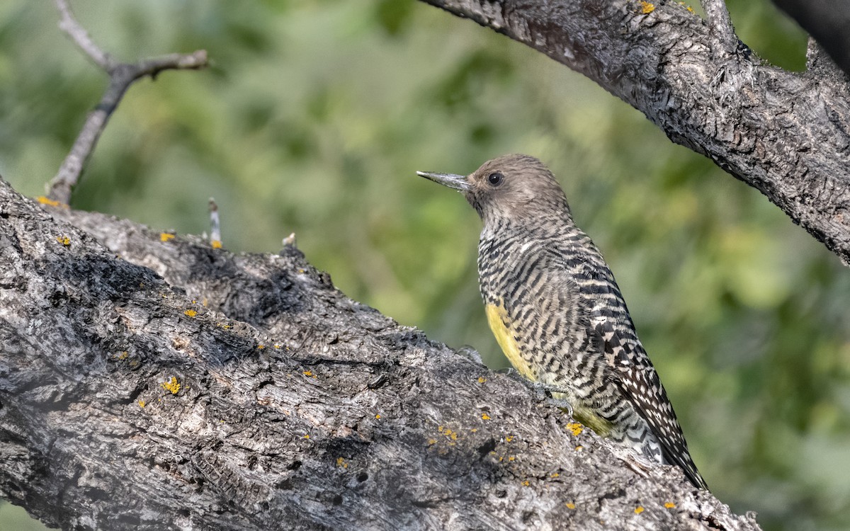 Williamson's Sapsucker - ML259475231