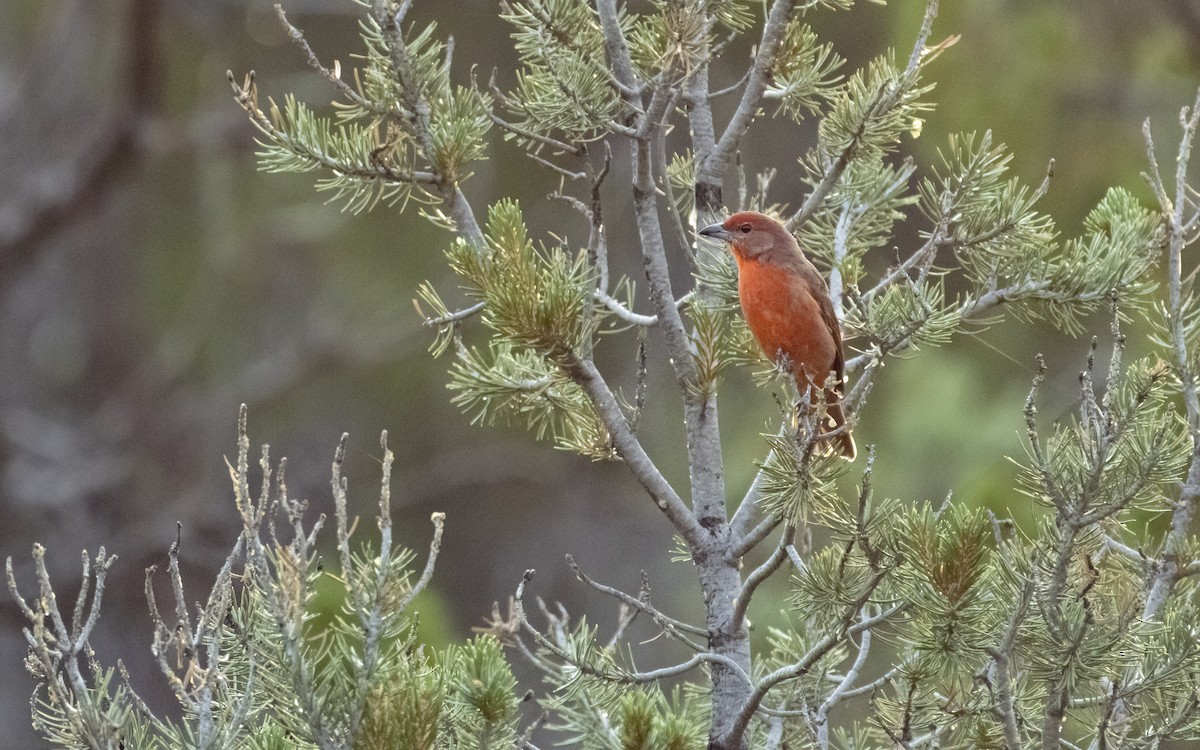 Hepatic Tanager - ML259475281