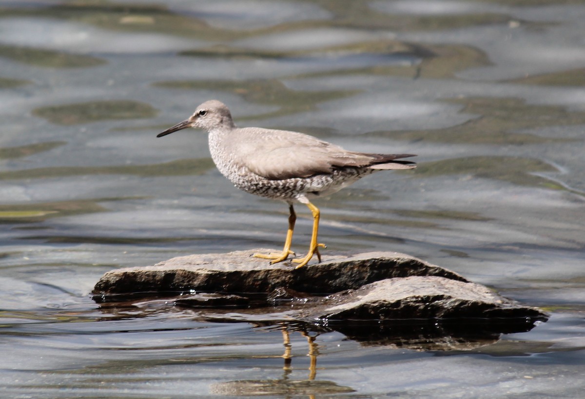 Wanderwasserläufer - ML259475621