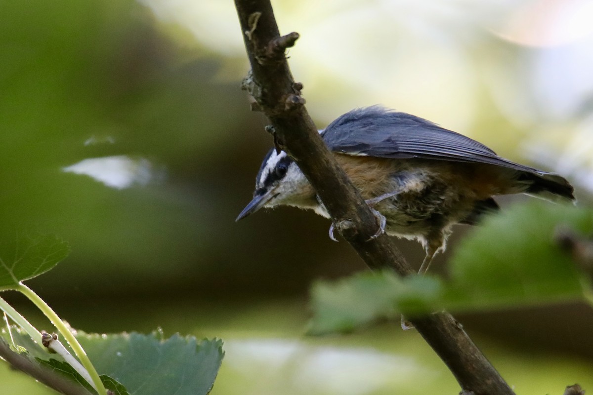 Red-breasted Nuthatch - ML259475751