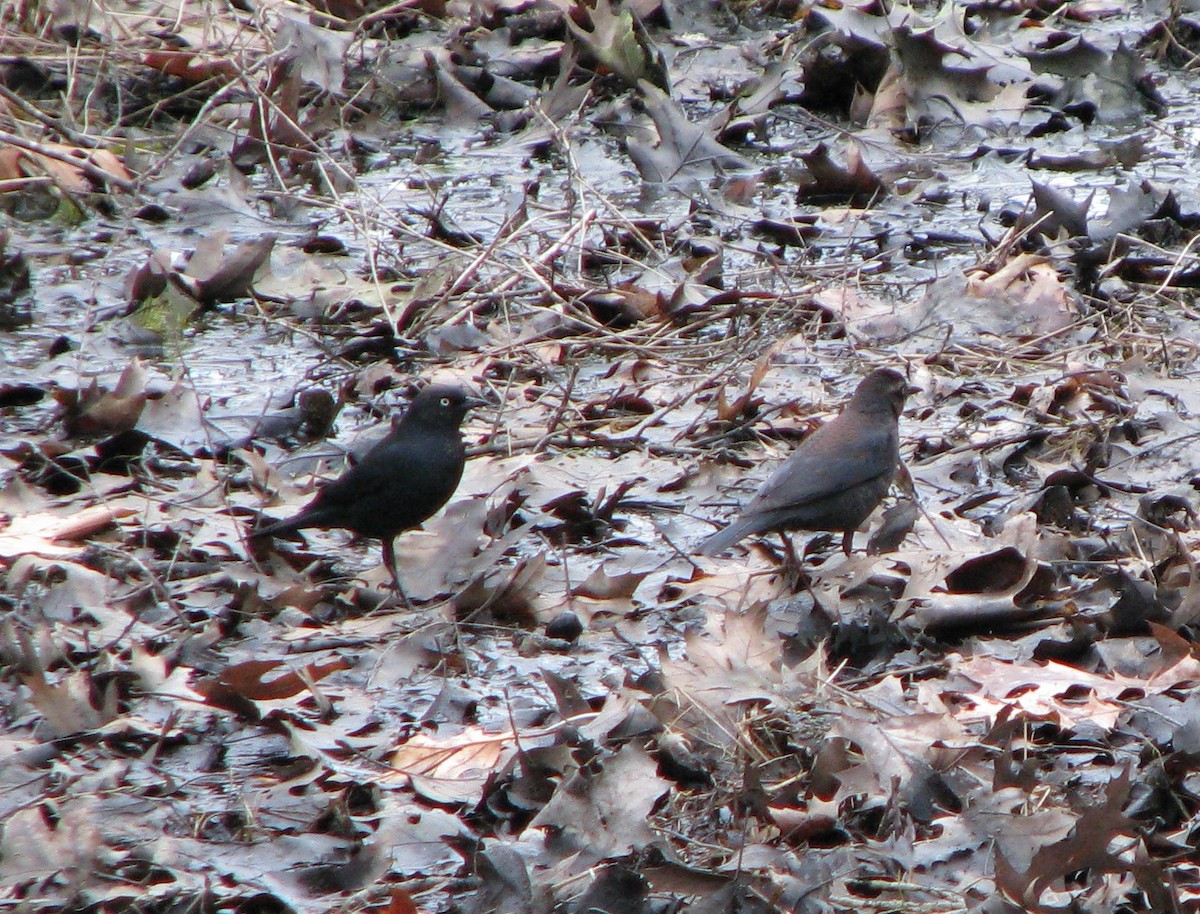 Rusty Blackbird - ML25947641