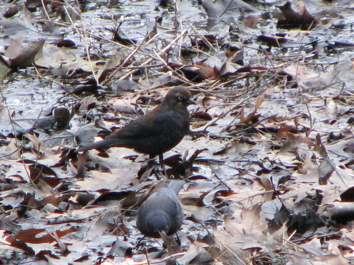 Rusty Blackbird - ML25947661