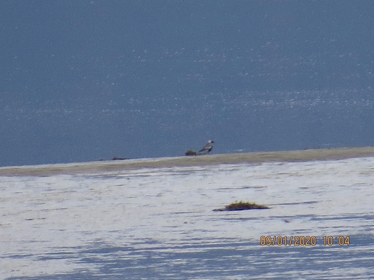 Black-bellied Plover - ML259476741