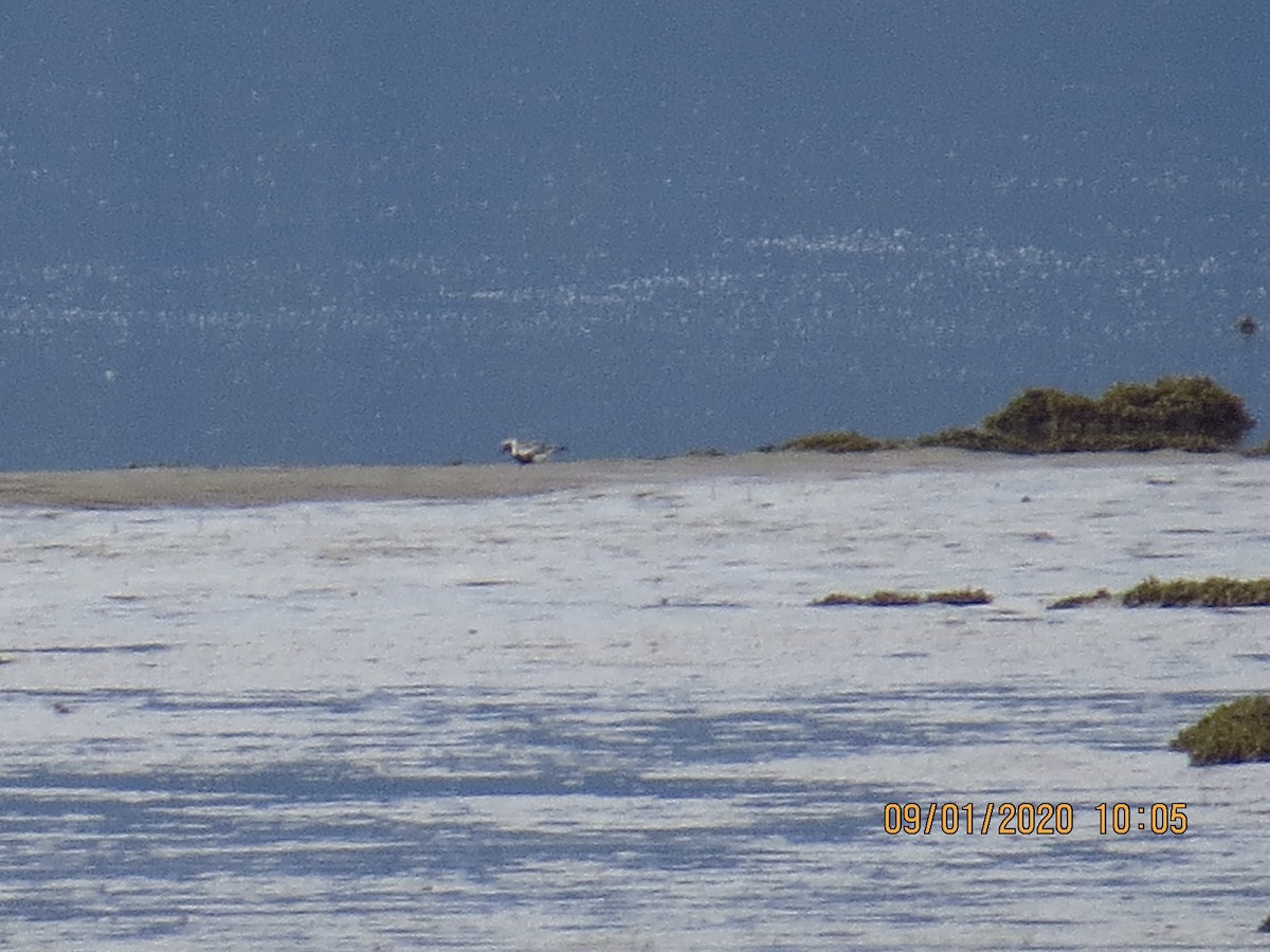 Black-bellied Plover - ML259476751