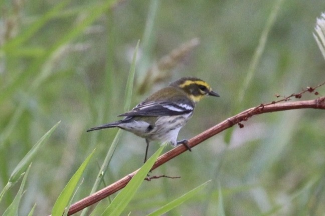 Townsend's Warbler - ML259478881