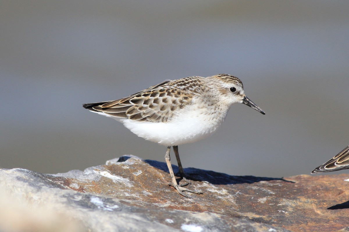 Semipalmated Sandpiper - Harold Forsyth