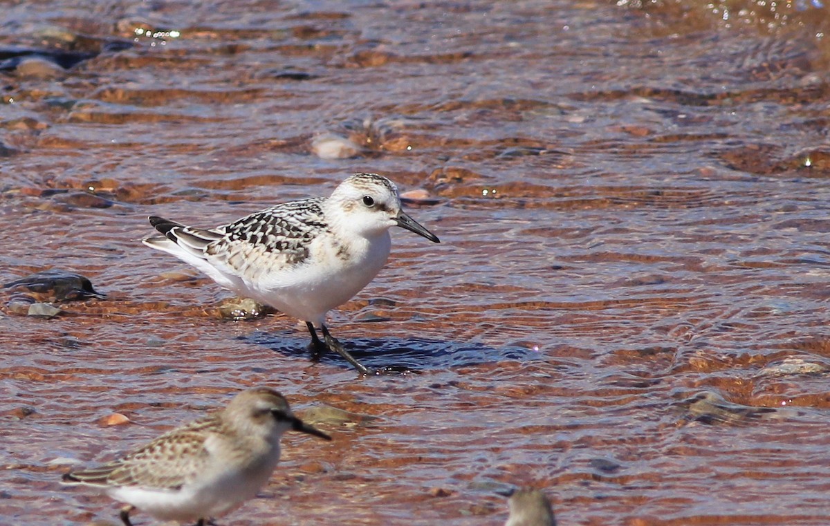 Sanderling - Harold Forsyth