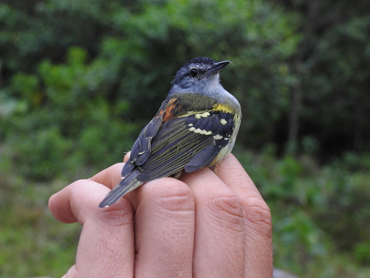 Rufous-rumped Antwren - Edier Rojas parra