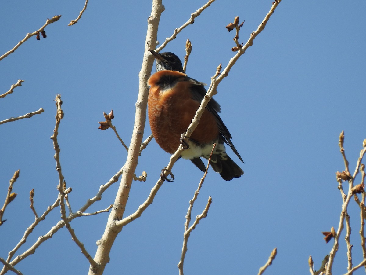 American Robin - ML259479581