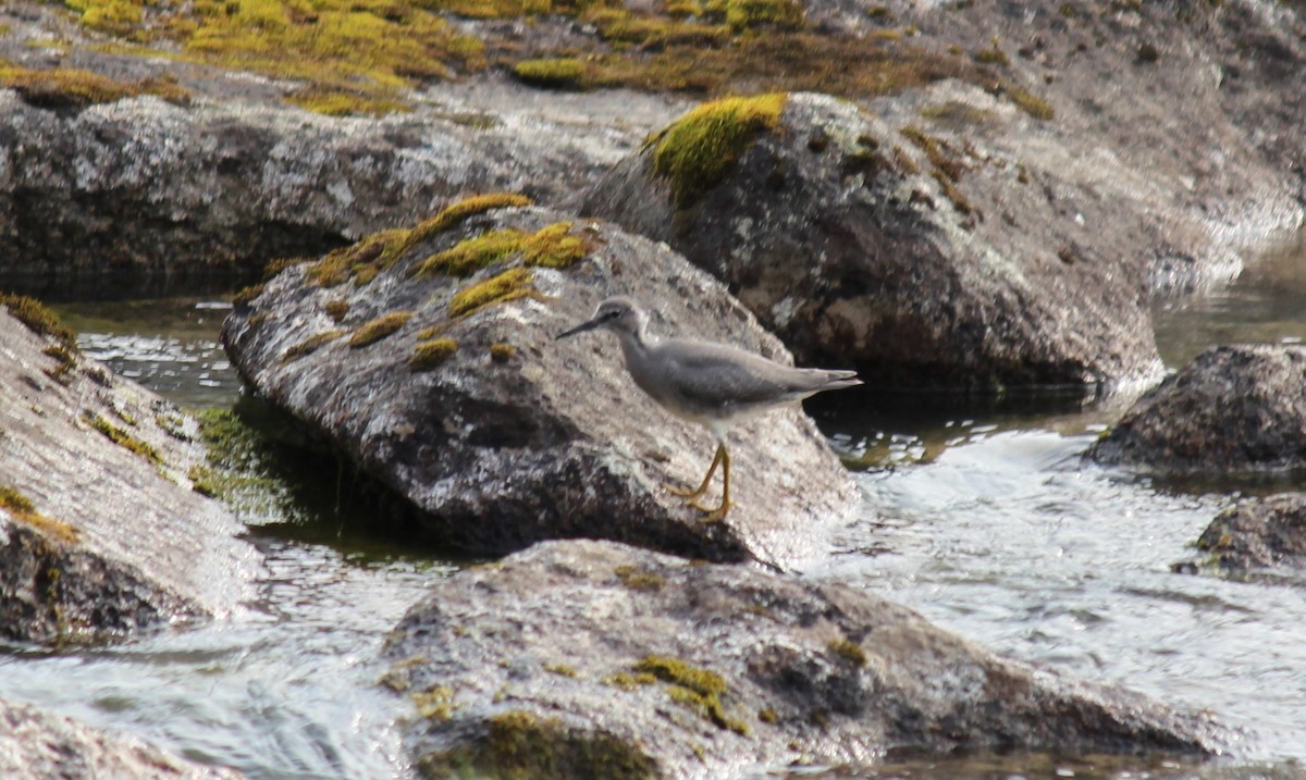 Wanderwasserläufer - ML259479671