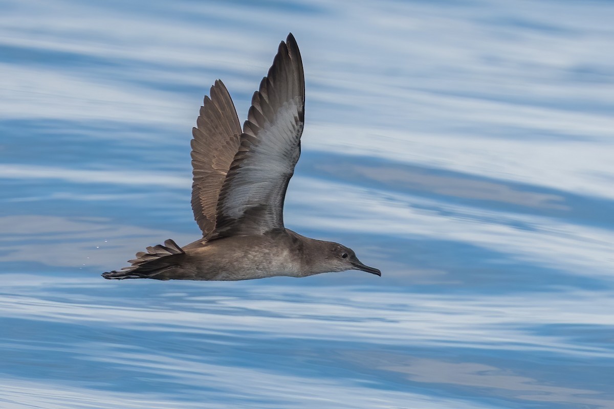 Balearic Shearwater - ML259479891