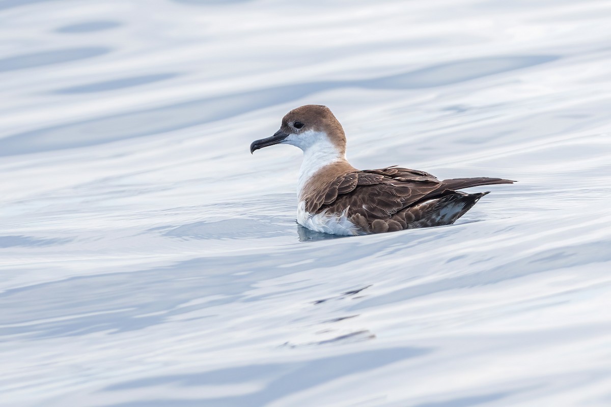 Great Shearwater - ML259479901