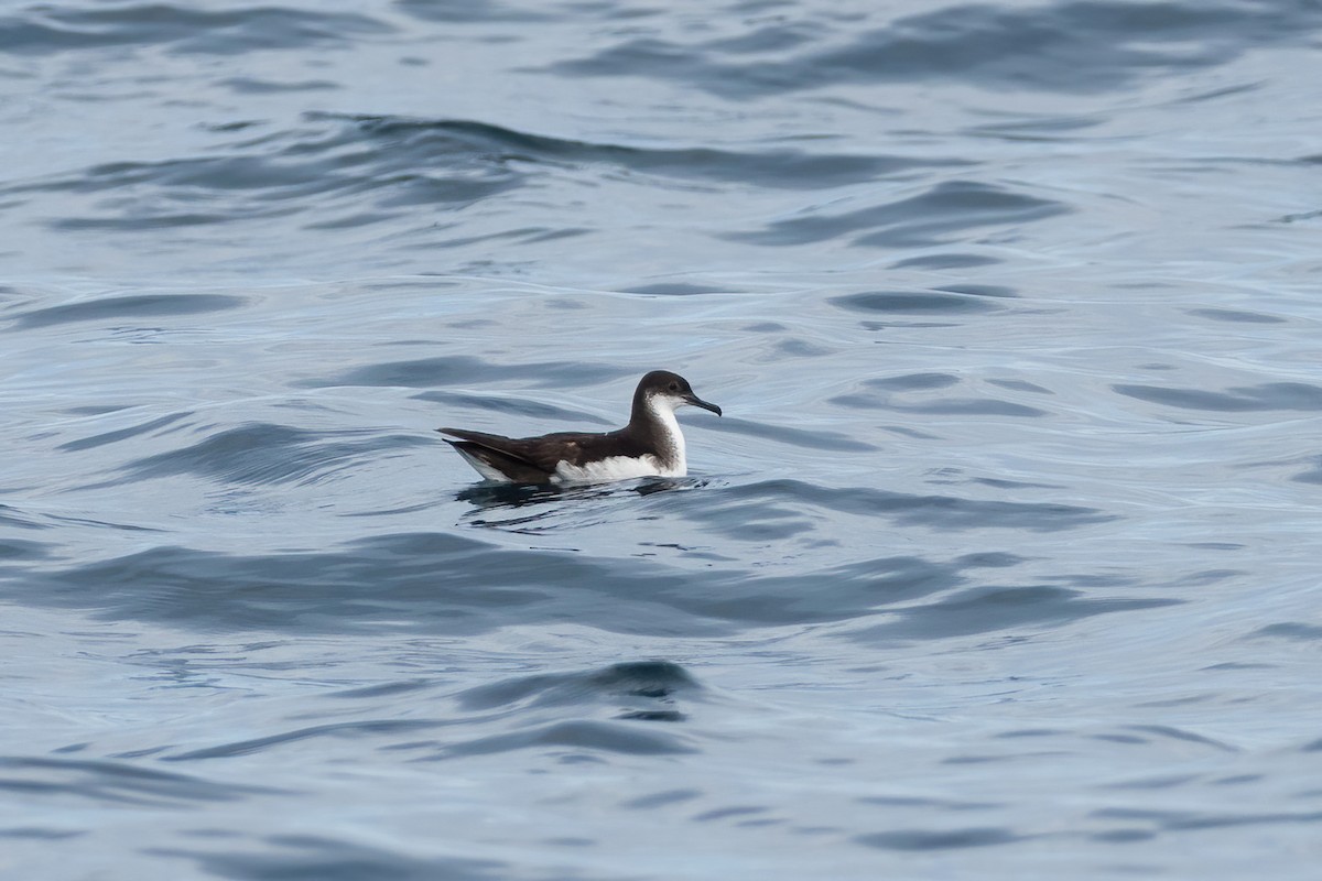 Manx Shearwater - ML259479931