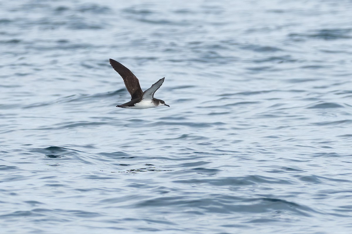 Manx Shearwater - ML259479991