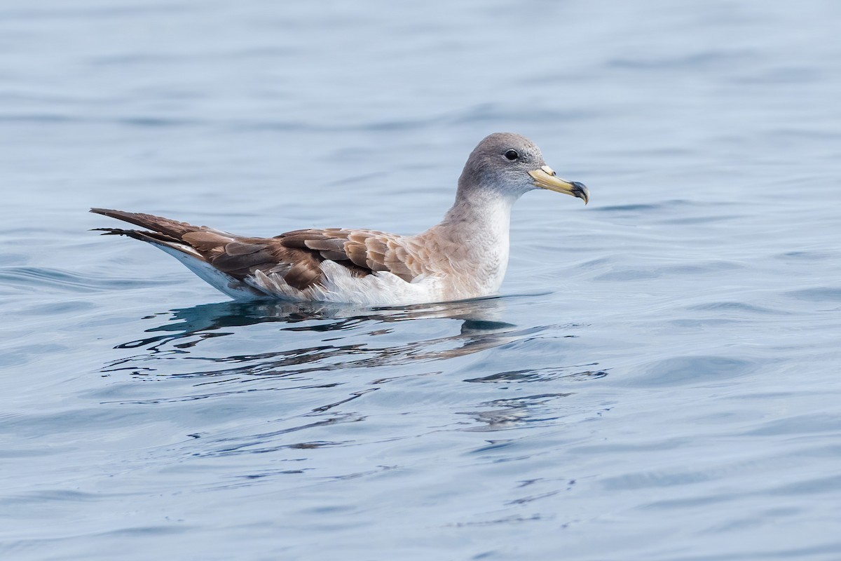 Cory's/Scopoli's Shearwater - ML259480041