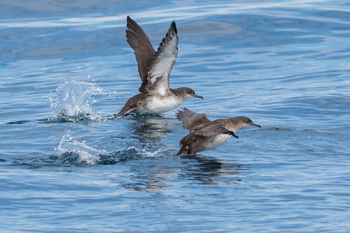 Balearic Shearwater - ML259480061