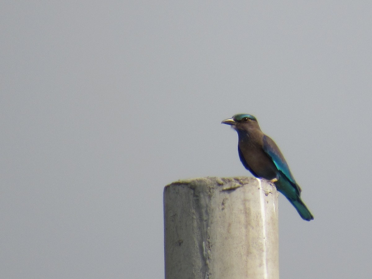 Indian x Indochinese Roller (hybrid) - ML259481071