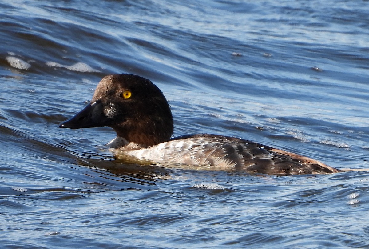 Common Goldeneye - Richard Klauke