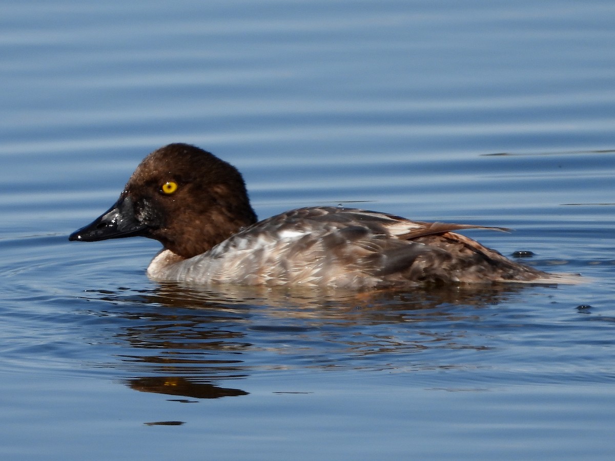 Common Goldeneye - Richard Klauke