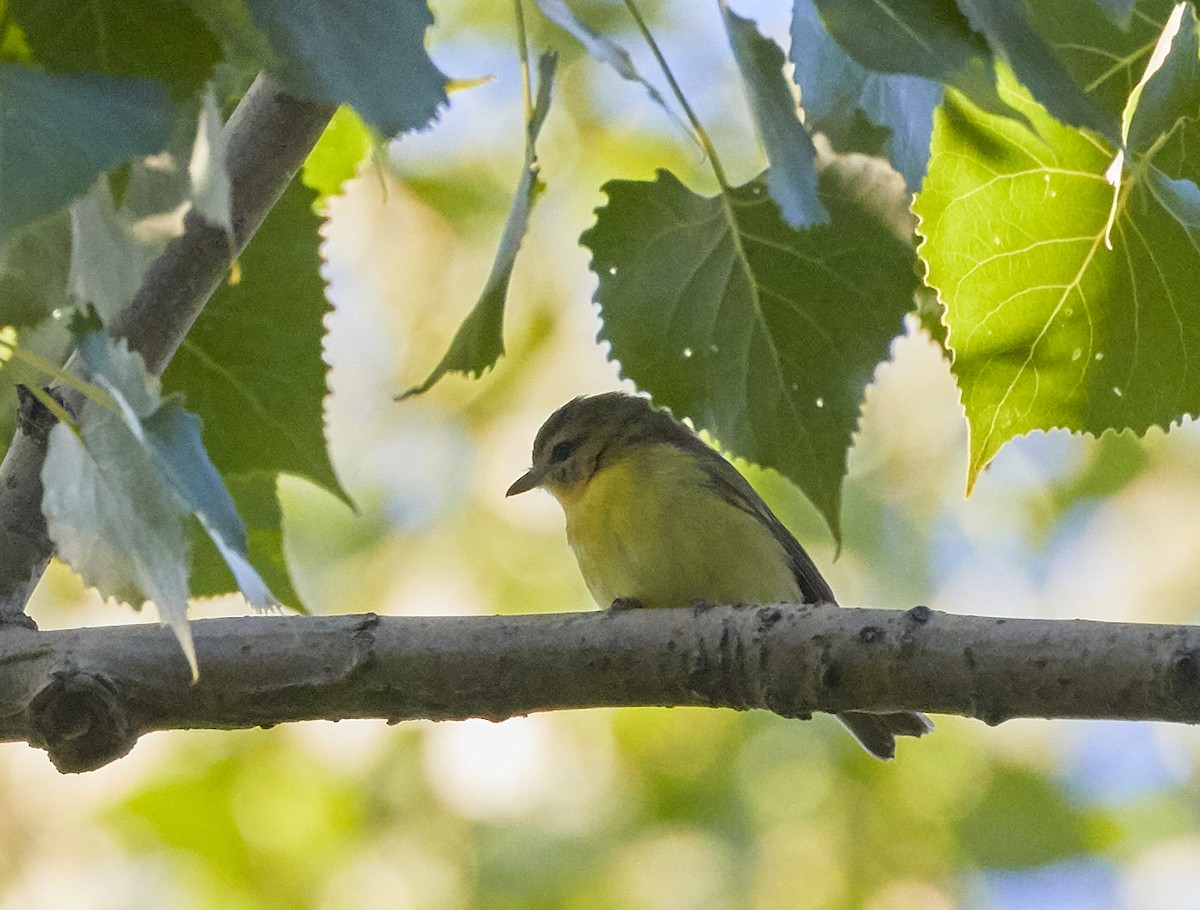 Philadelphia Vireo - ML259481661