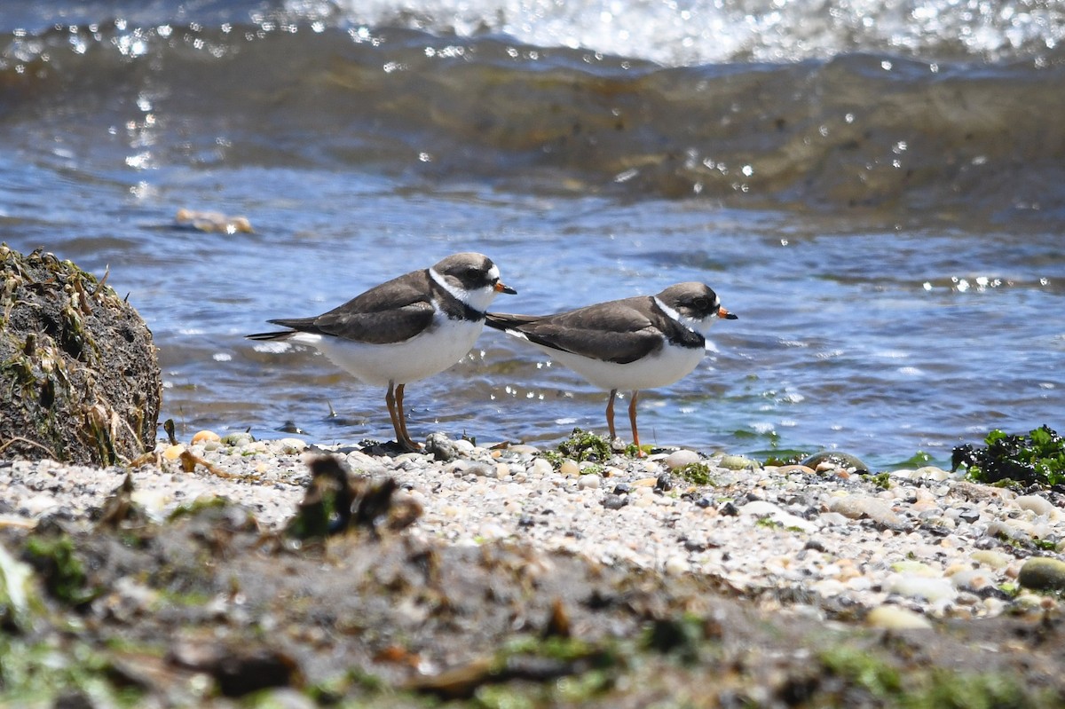 Semipalmated Plover - ML259482021