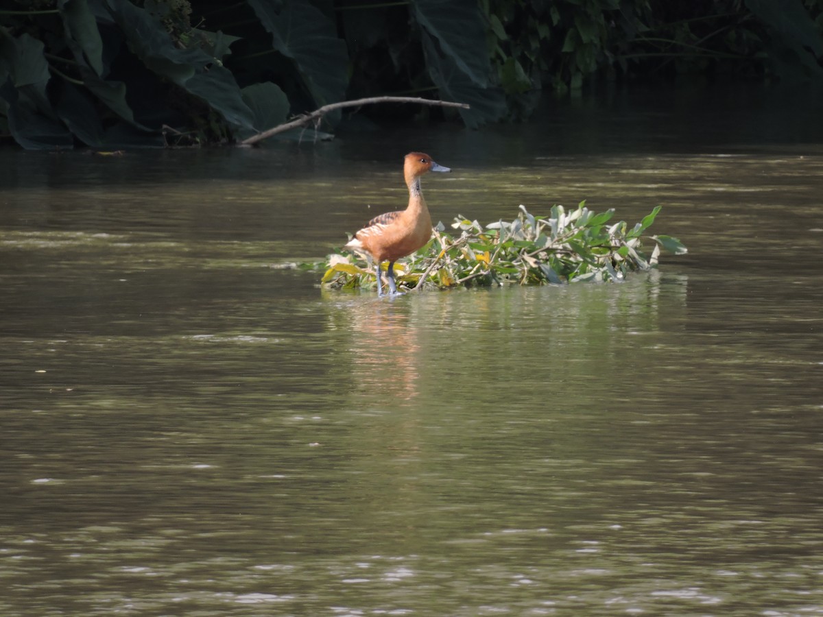 Fulvous Whistling-Duck - ML259482071