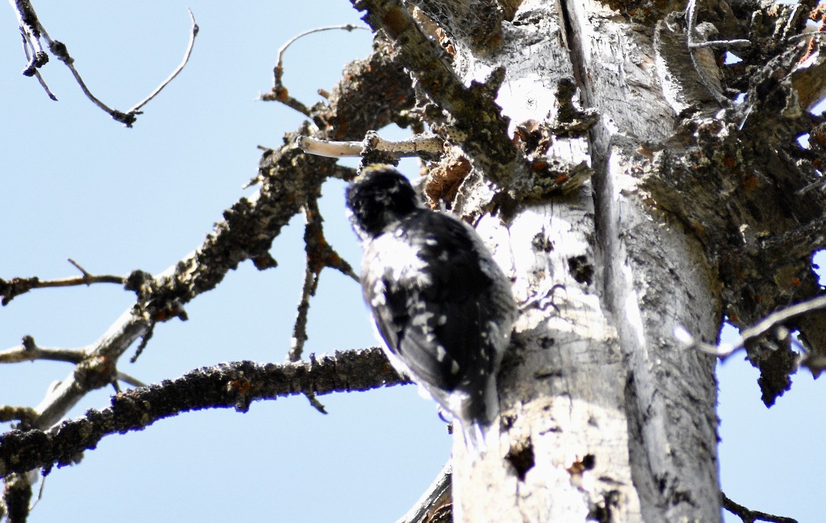 American Three-toed Woodpecker - ML259482541