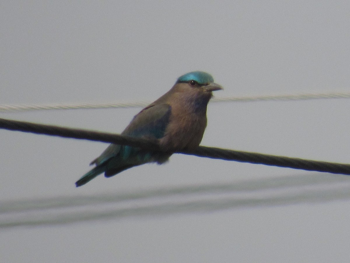 Indian x Indochinese Roller (hybrid) - ML259482751