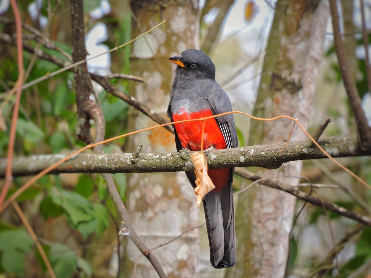 trogon ekvádorský - ML259482981