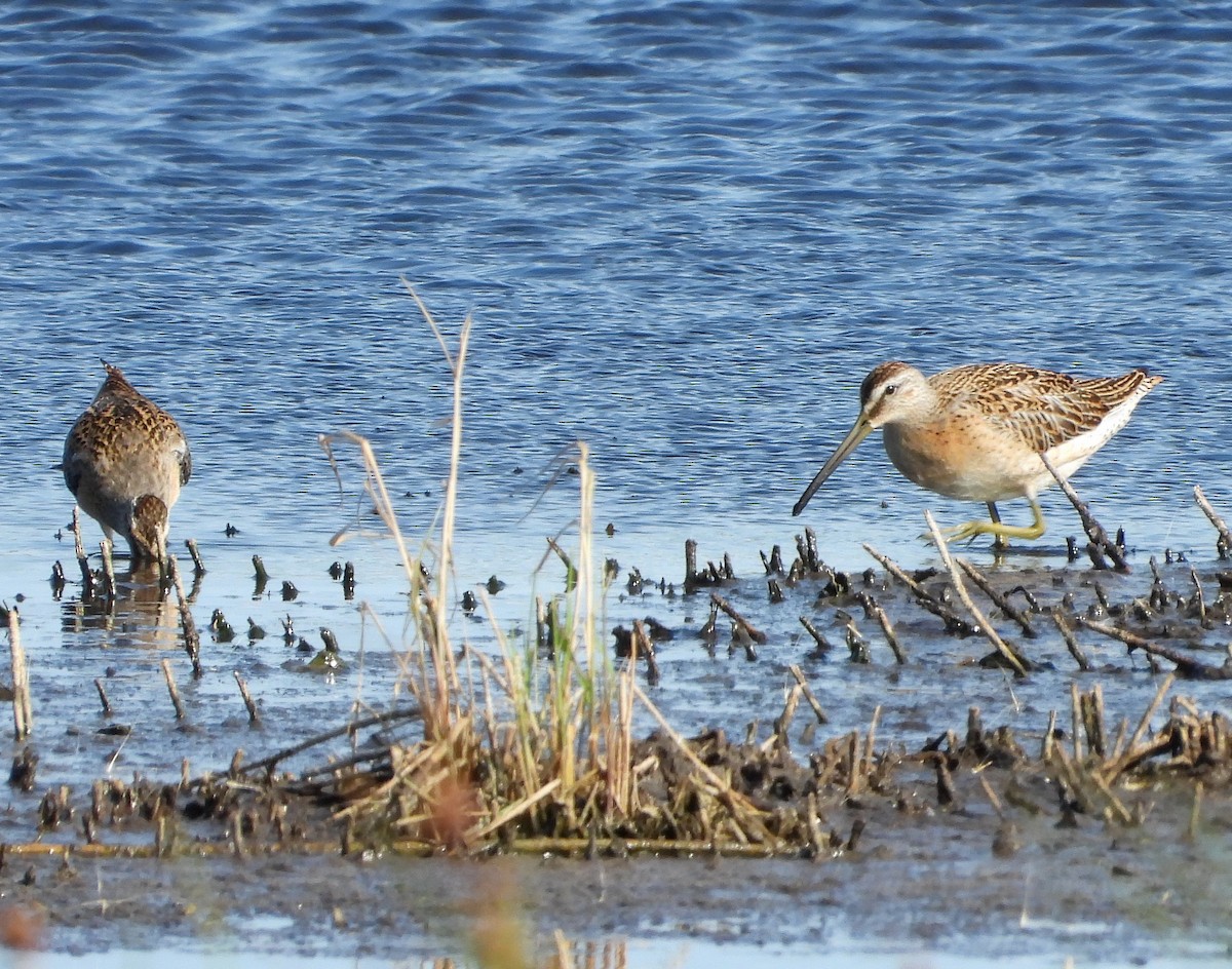 Short-billed Dowitcher - ML259483181