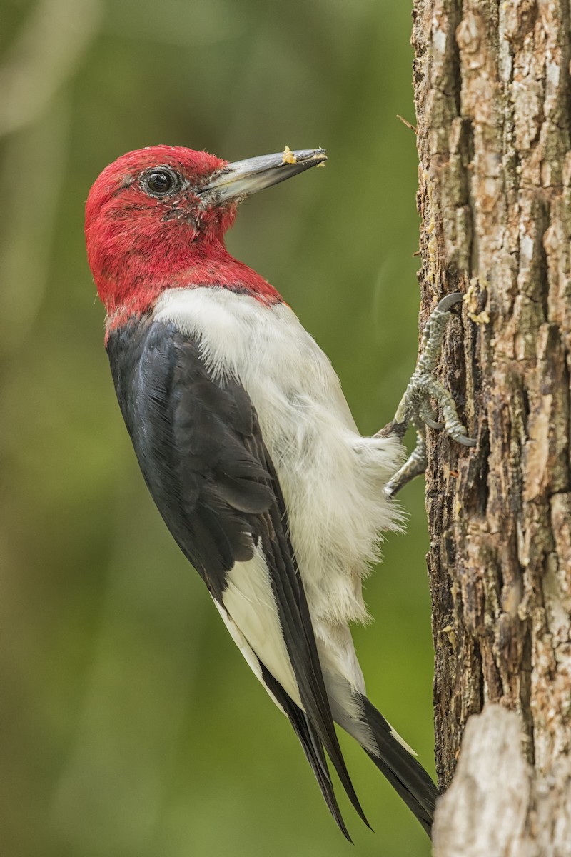 Red-headed Woodpecker - Sean Sober