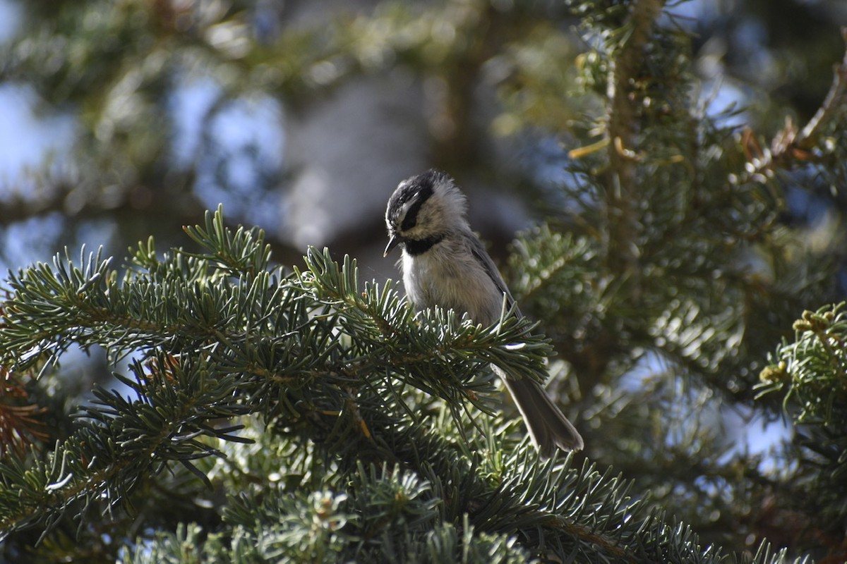 Mountain Chickadee - ML259483881