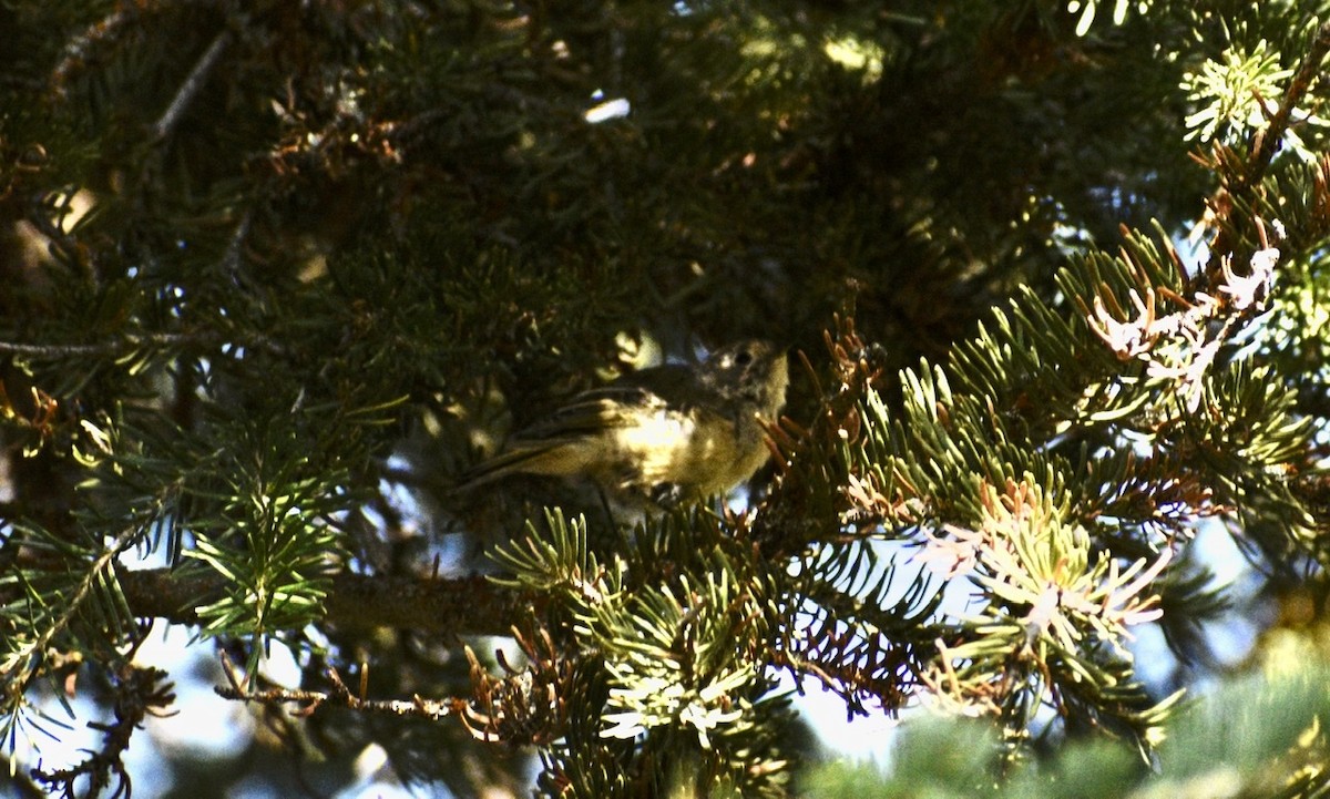 Ruby-crowned Kinglet - ML259484431