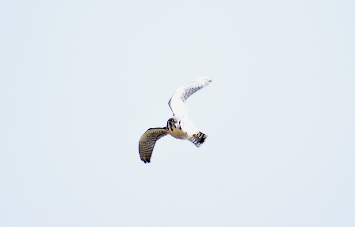 American Kestrel - ML259487291