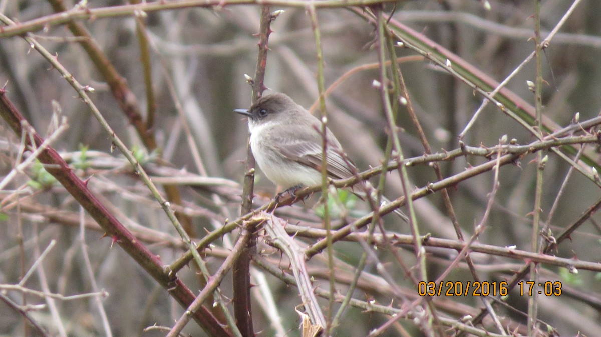 Eastern Phoebe - ML25948771